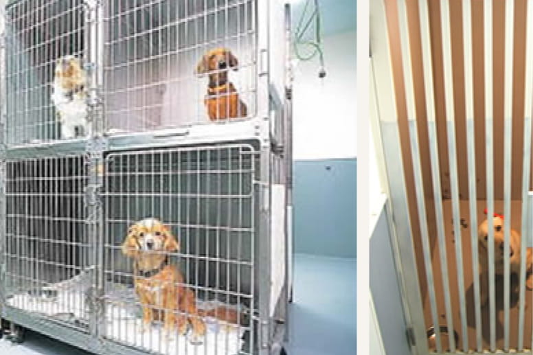 犬舎