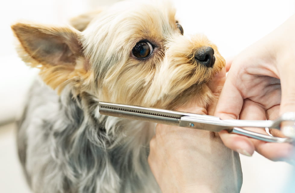 犬
