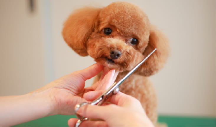 犬